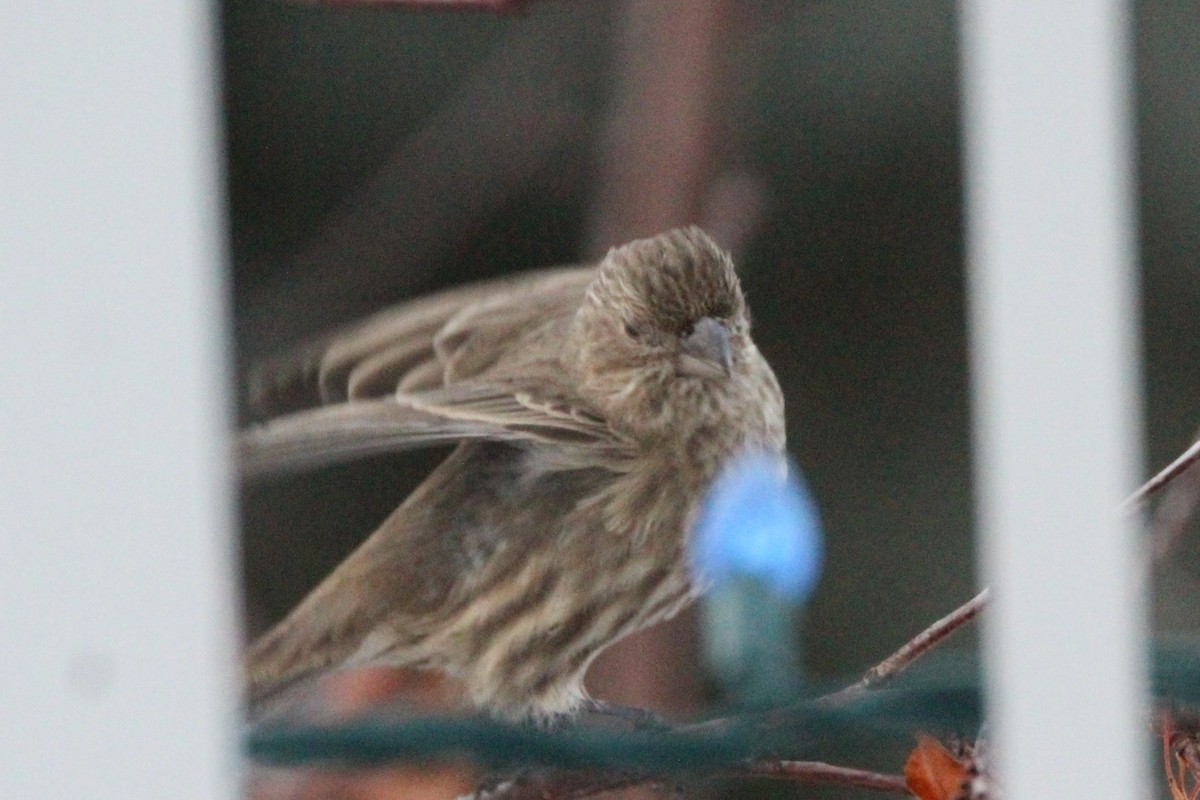 Hausgimpel - ML646665480