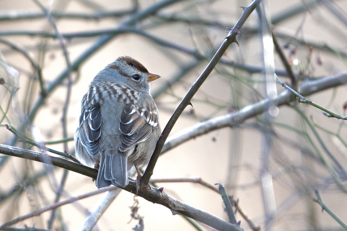 White-crowned Sparrow (Gambel's) - ML646665481