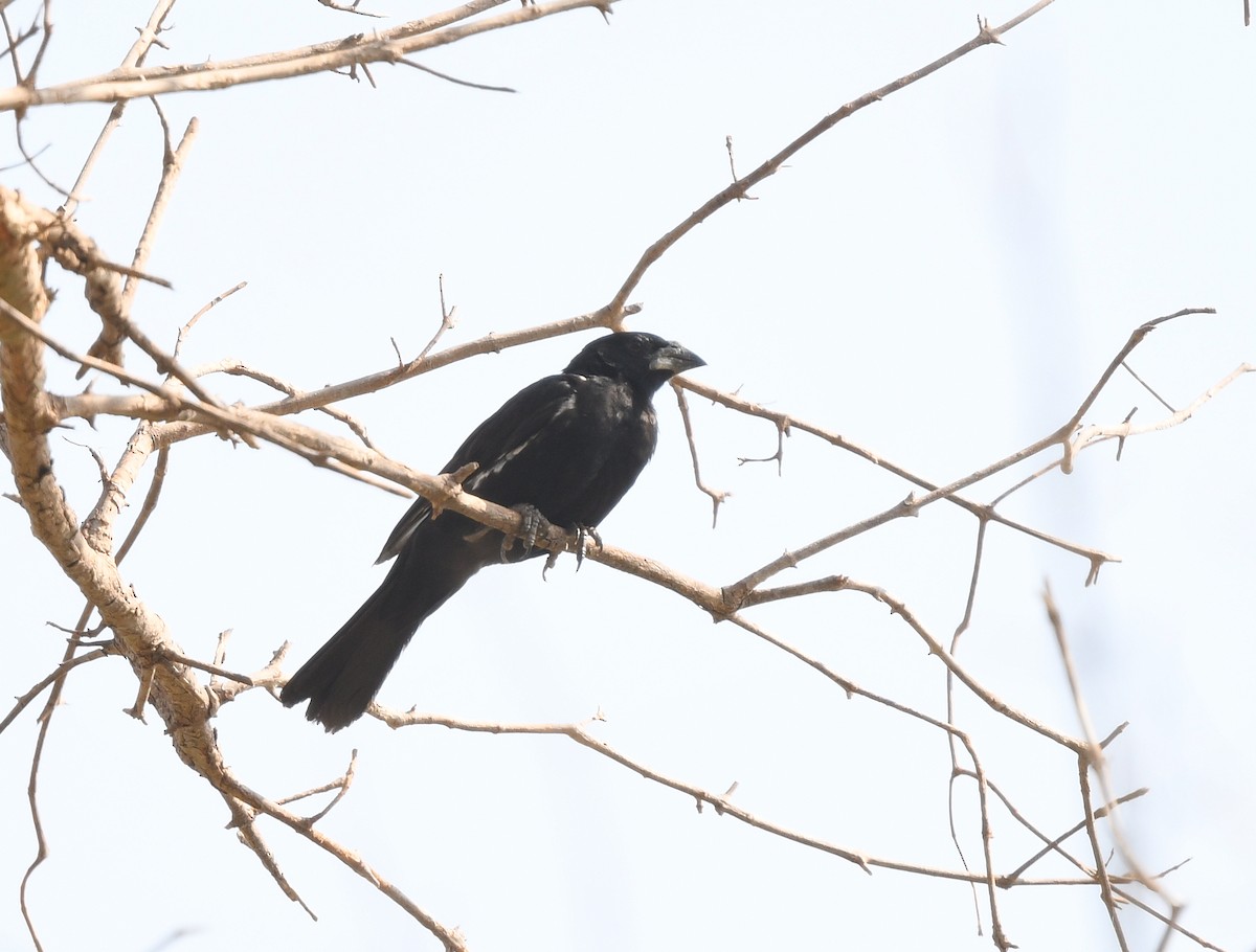 White-billed Buffalo-Weaver - ML646665484