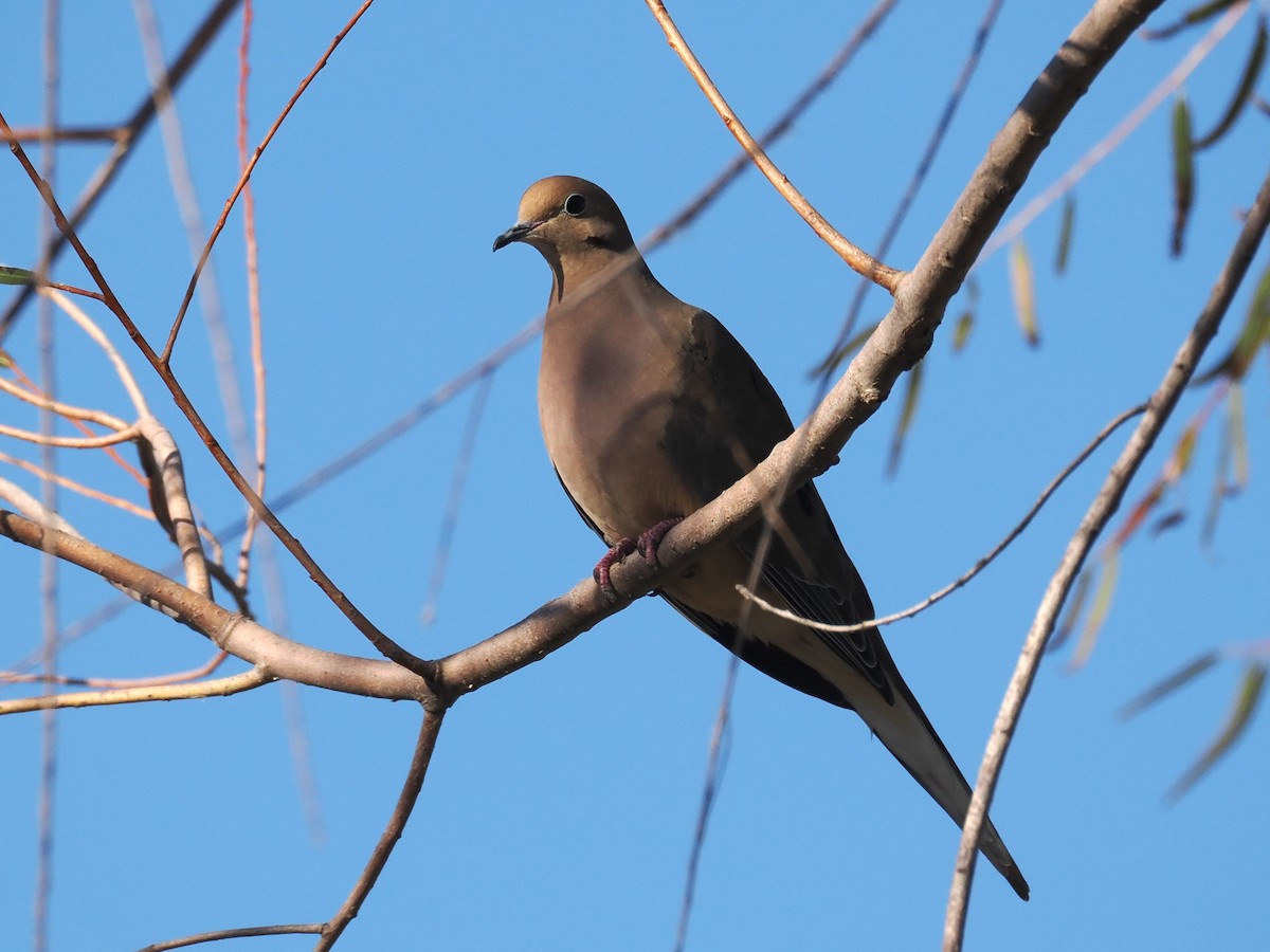 Mourning Dove - ML646665485