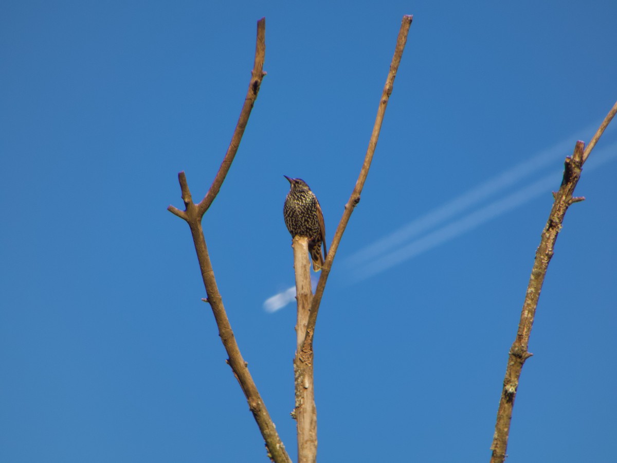 European Starling - ML646665492
