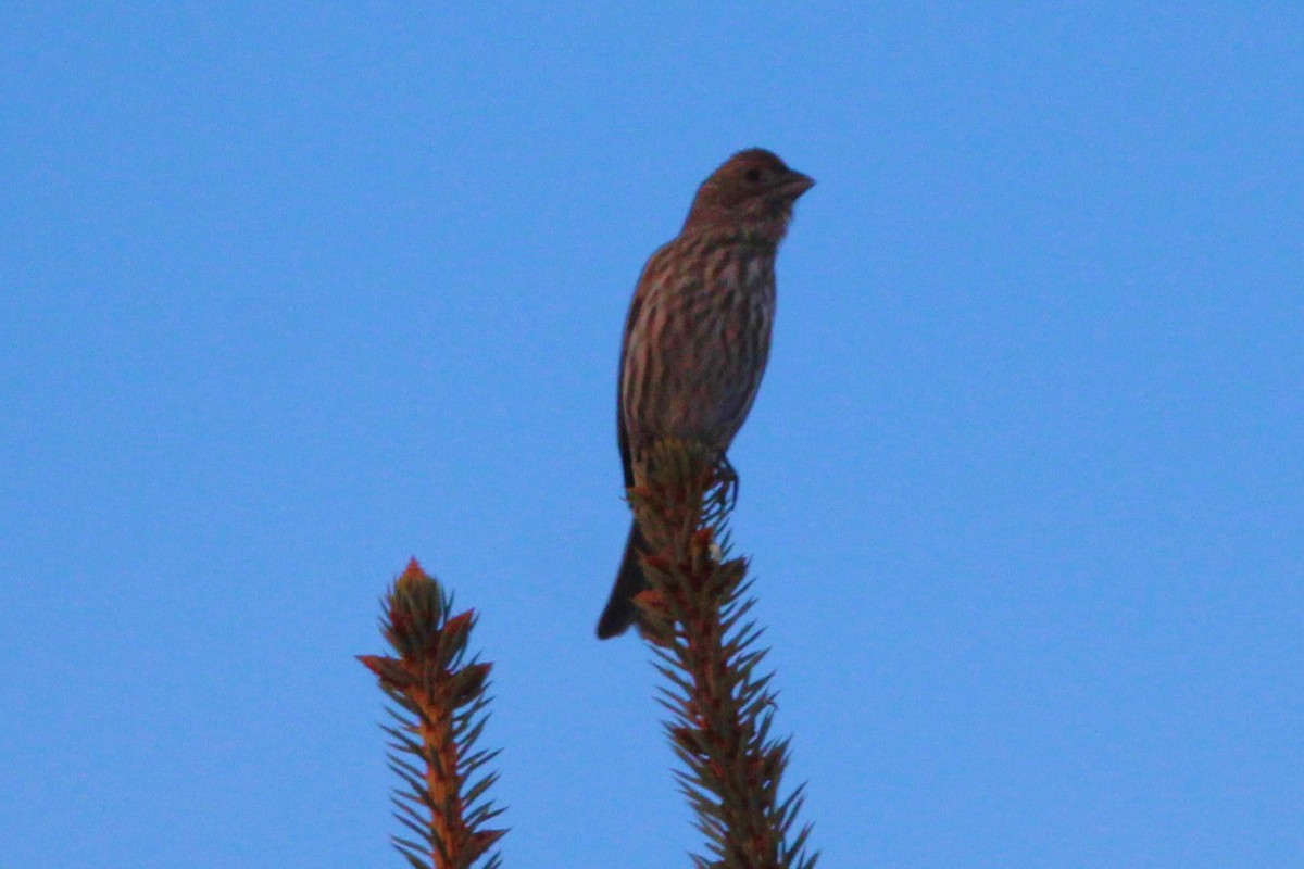 Camachuelo Mexicano - ML646665493