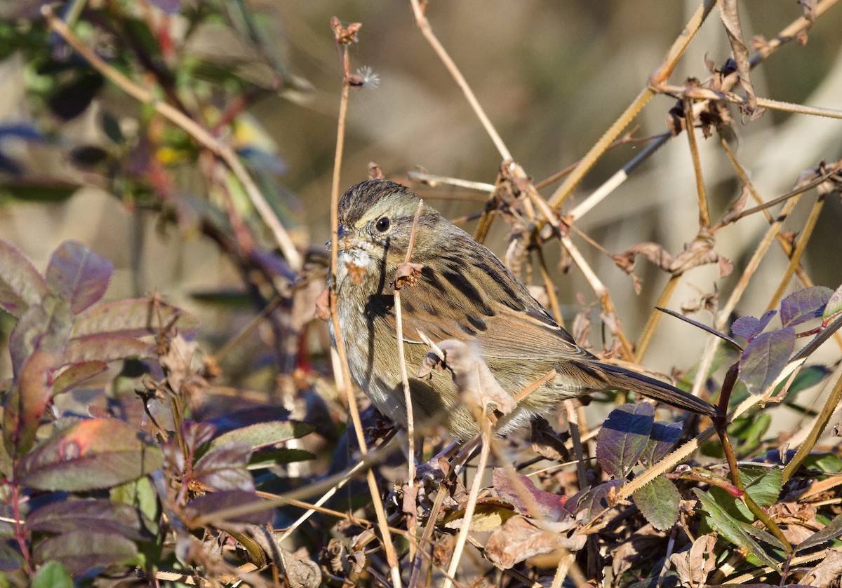 Chingolo Pantanero - ML646665494