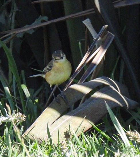 Tachurí Barbado - ML646665495