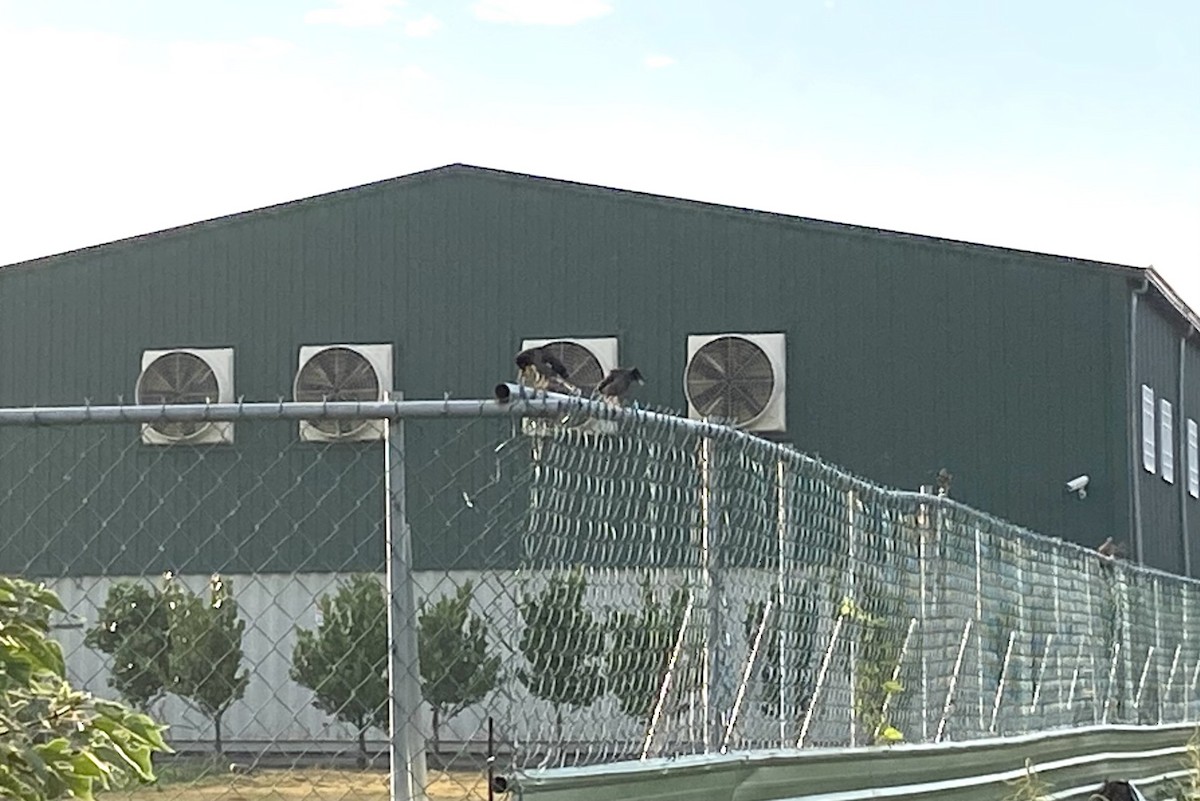 Miná de Java - ML646665496