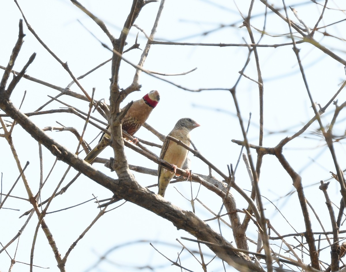 Estrilda Degollada - ML646665497