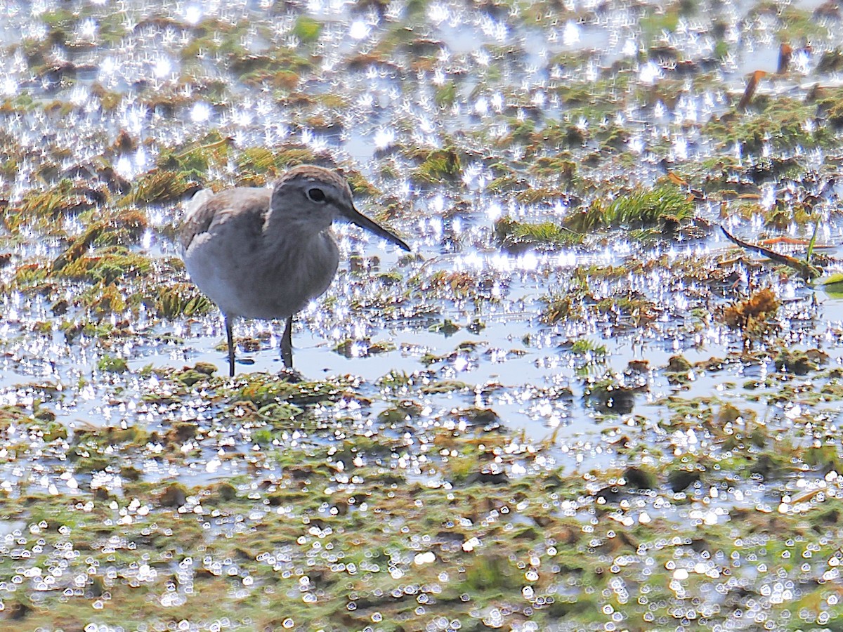 Andarríos Bastardo - ML646665498