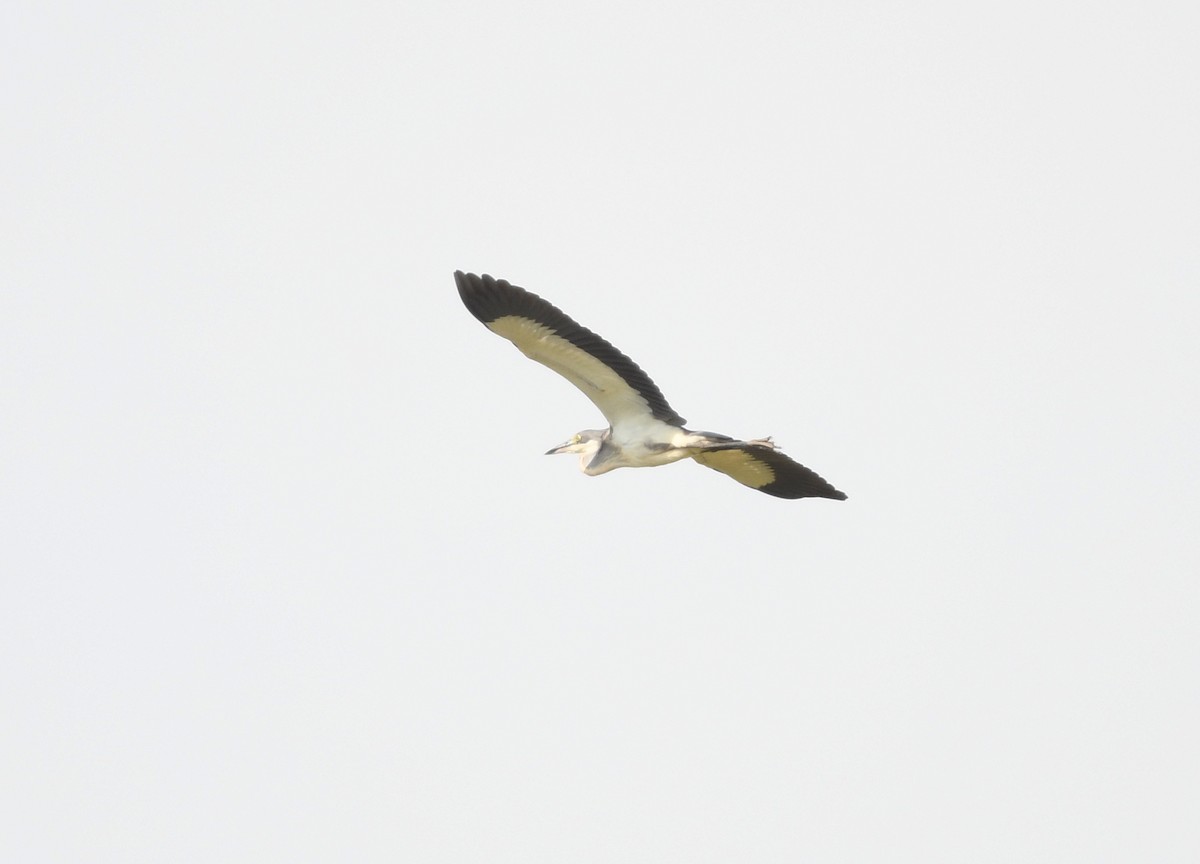Garza Cabecinegra - ML646665500
