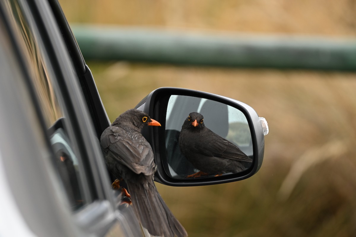 Mirlo Grande - ML646665501