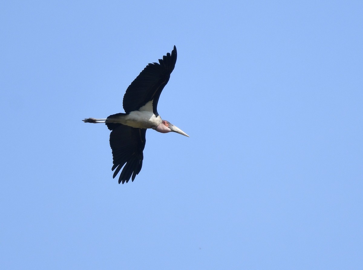 Marabú Africano - ML646665503