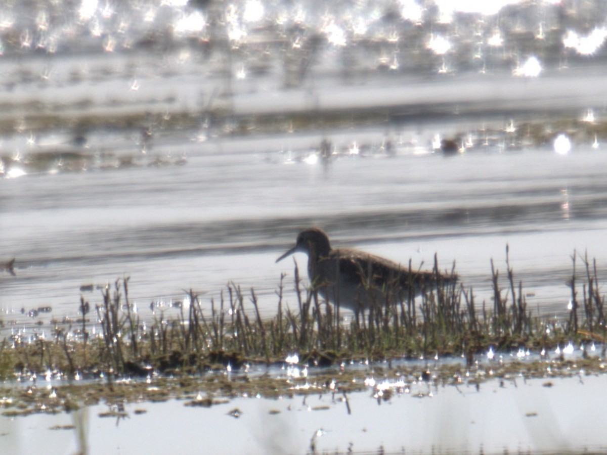 Combatiente - ML646665505