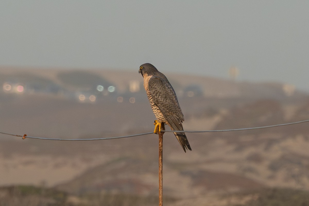 Halcón Peregrino (Norteamericano) - ML646665506