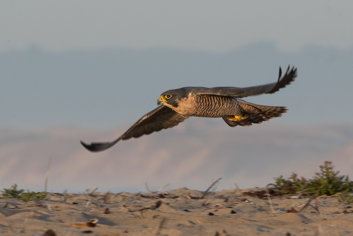 Halcón Peregrino (Norteamericano) - ML646665507
