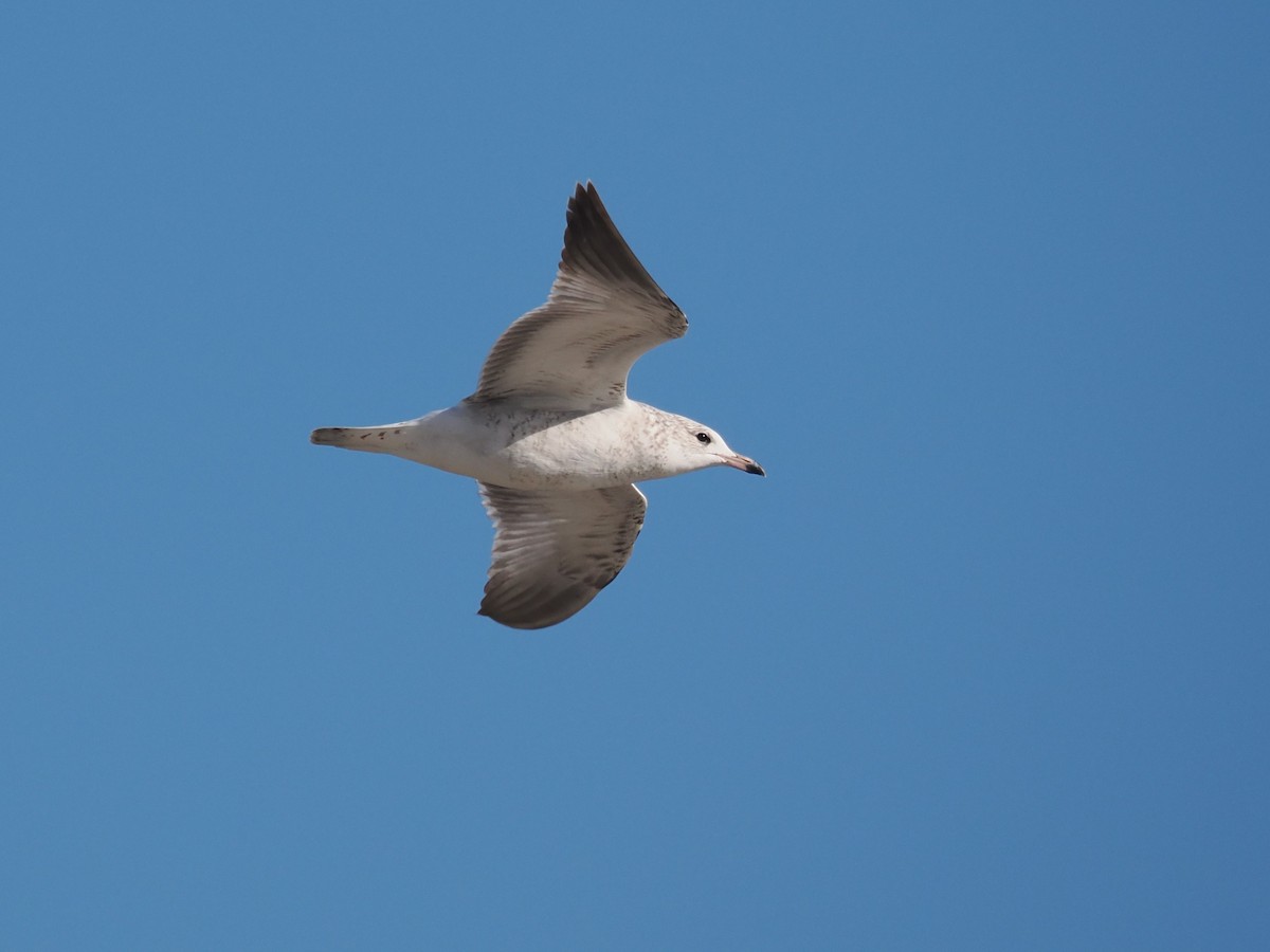 Gaviota de Delaware - ML646665510