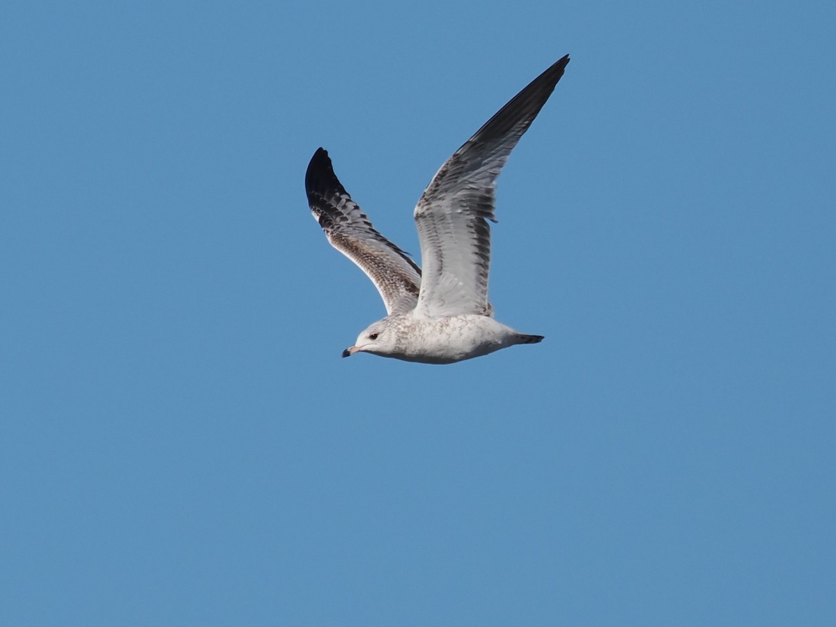 Gaviota de Delaware - ML646665511