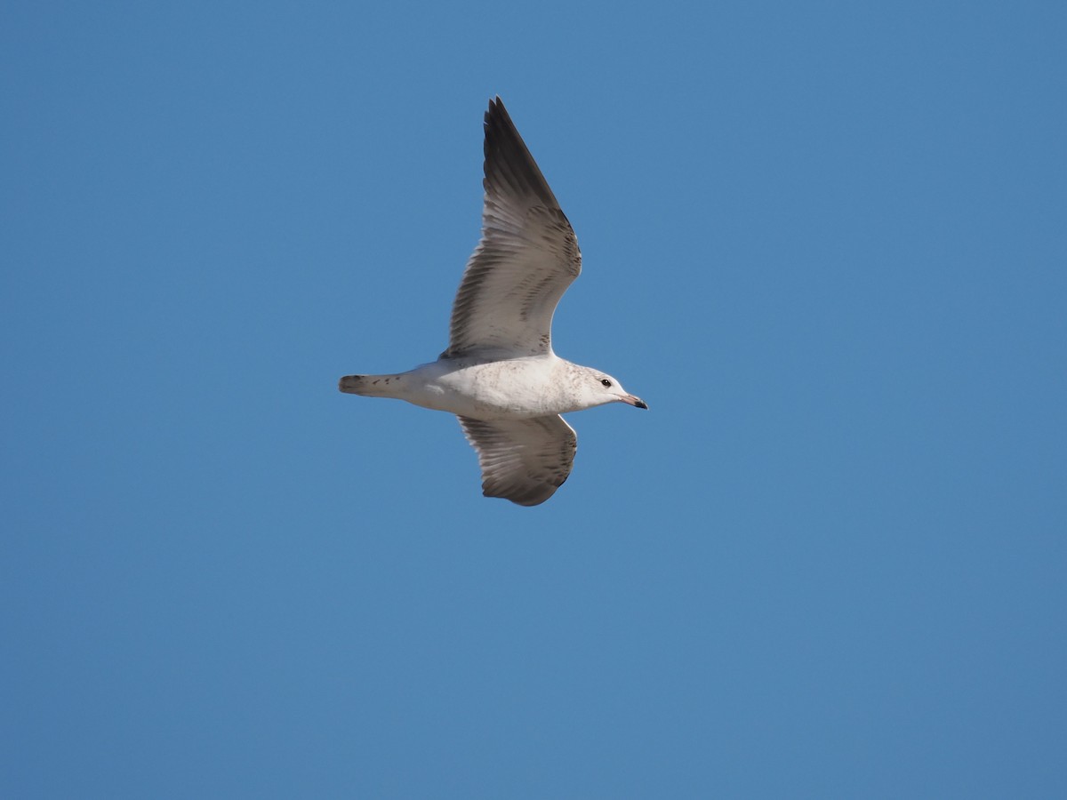 Gaviota de Delaware - ML646665512