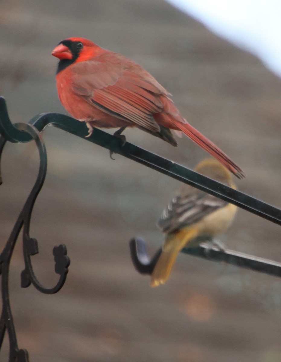 Cardenal Norteño - ML646665513
