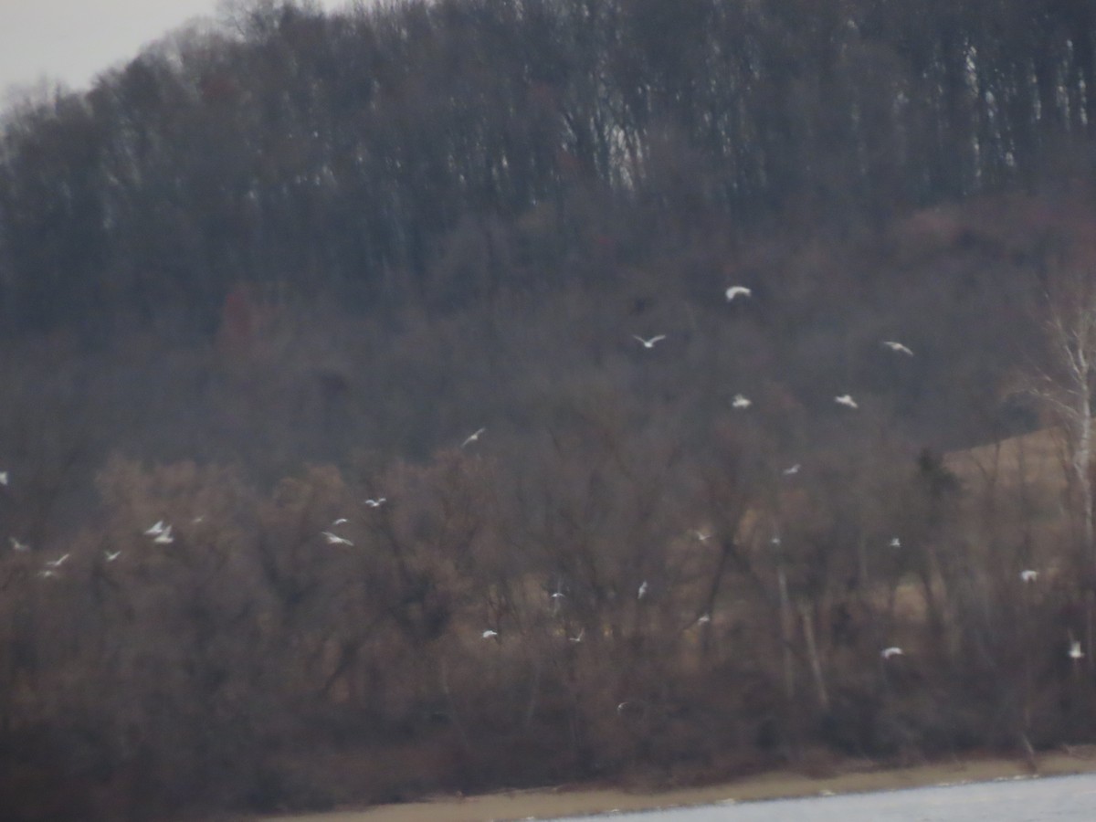 Gaviota de Delaware - ML646665514