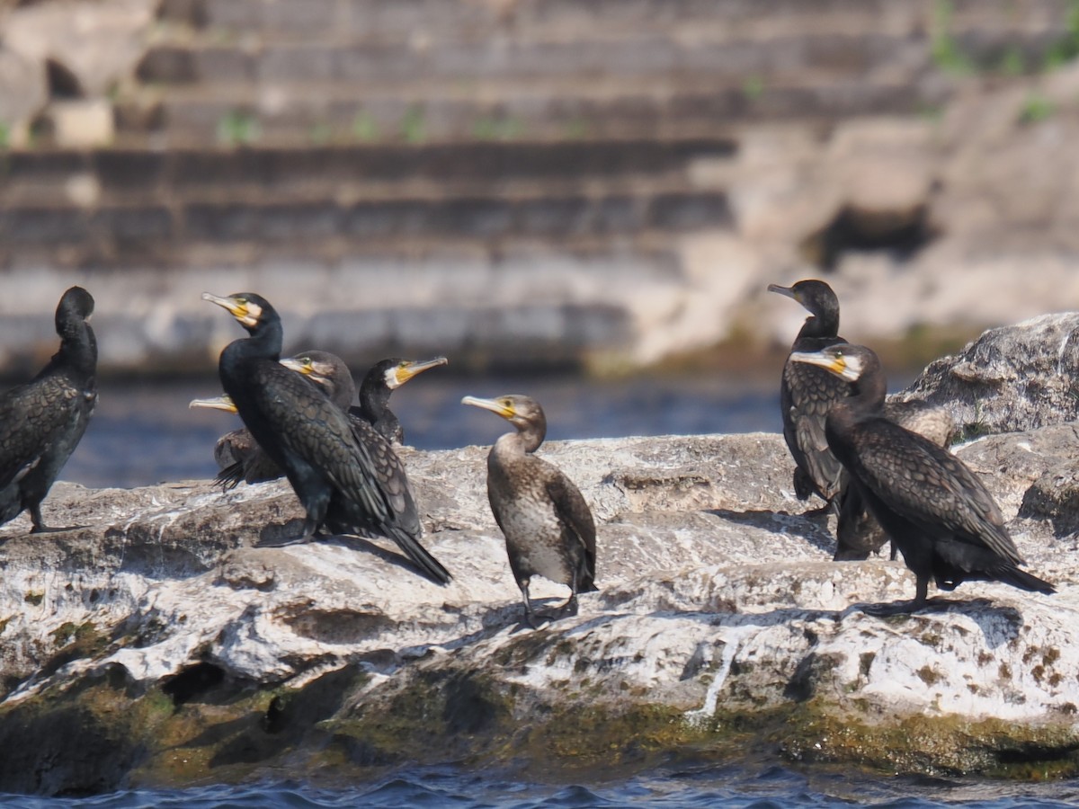 Cormorán Grande (Continental) - ML646665515