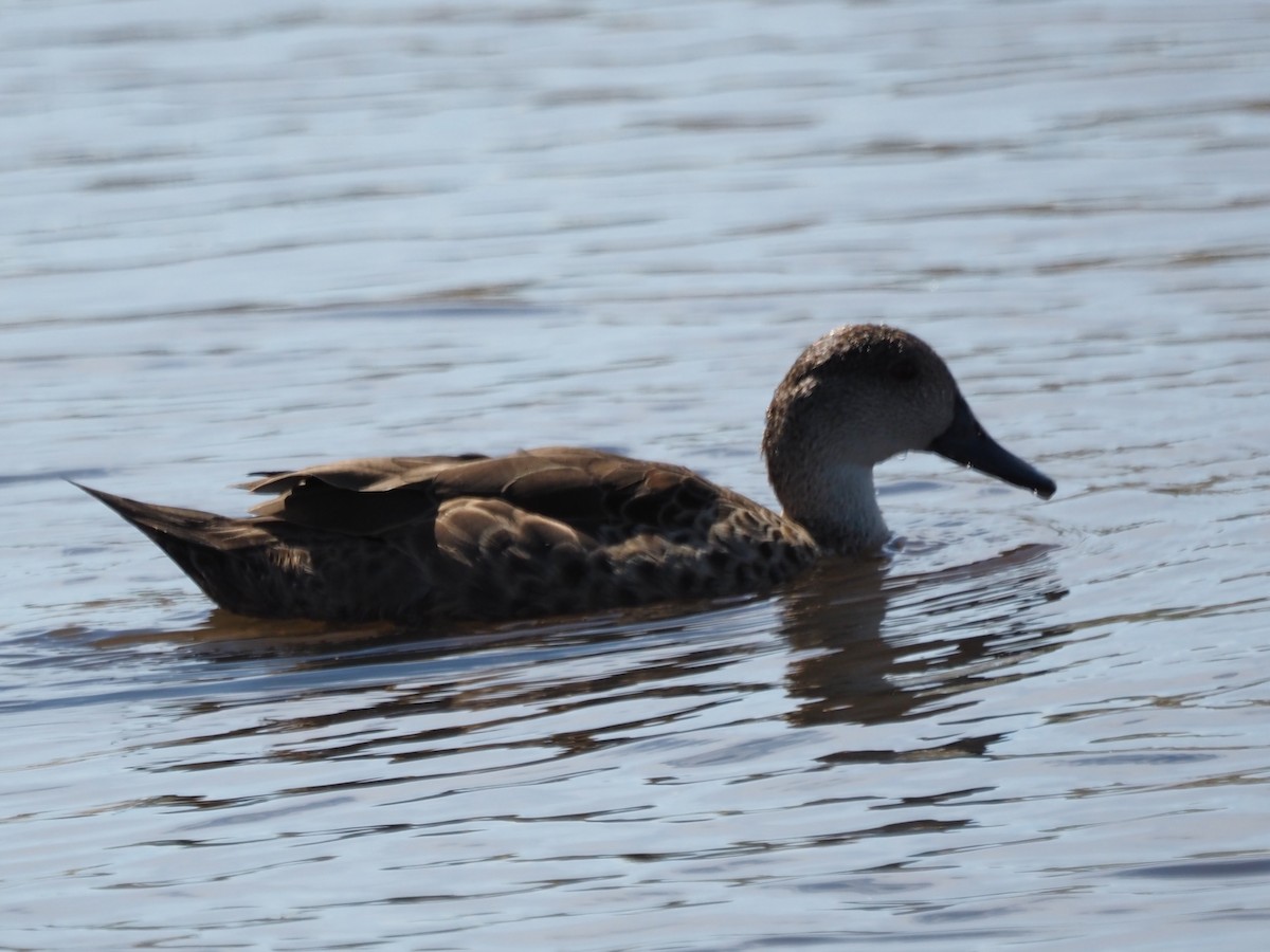 Cerceta Gris - ML646665516