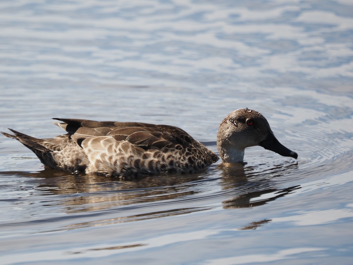 Cerceta Gris - ML646665517