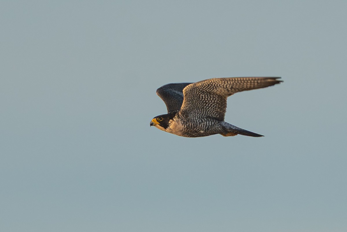Halcón Peregrino (Norteamericano) - ML646665518