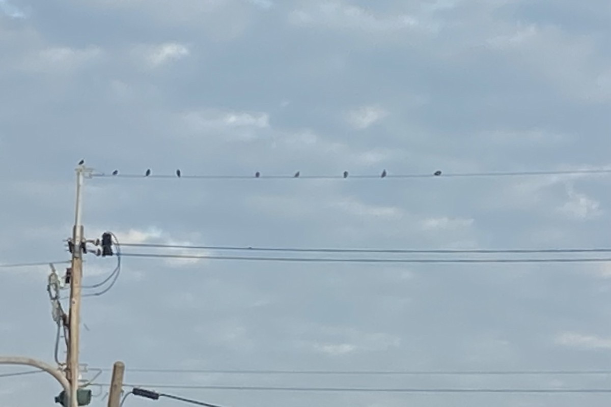 Tórtola Cabecigrís - ML646665519