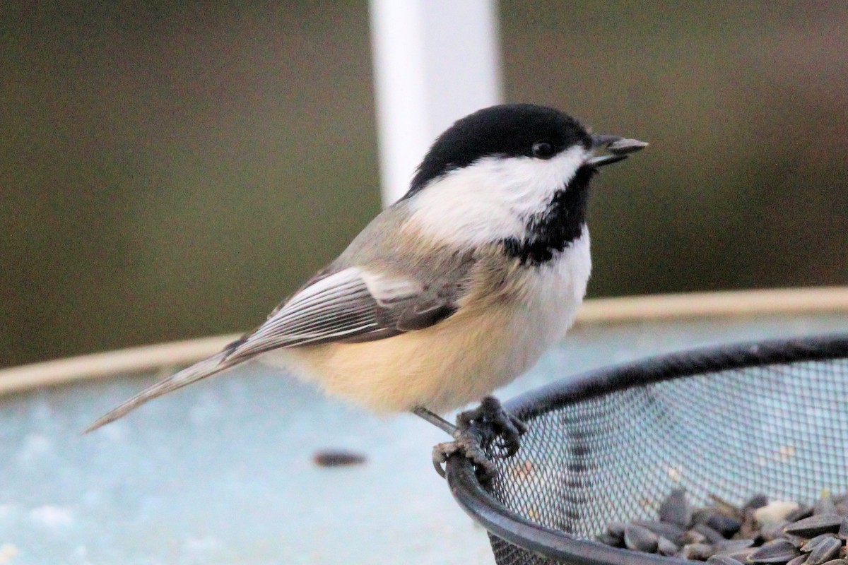 Schwarzkopfmeise - ML646665520