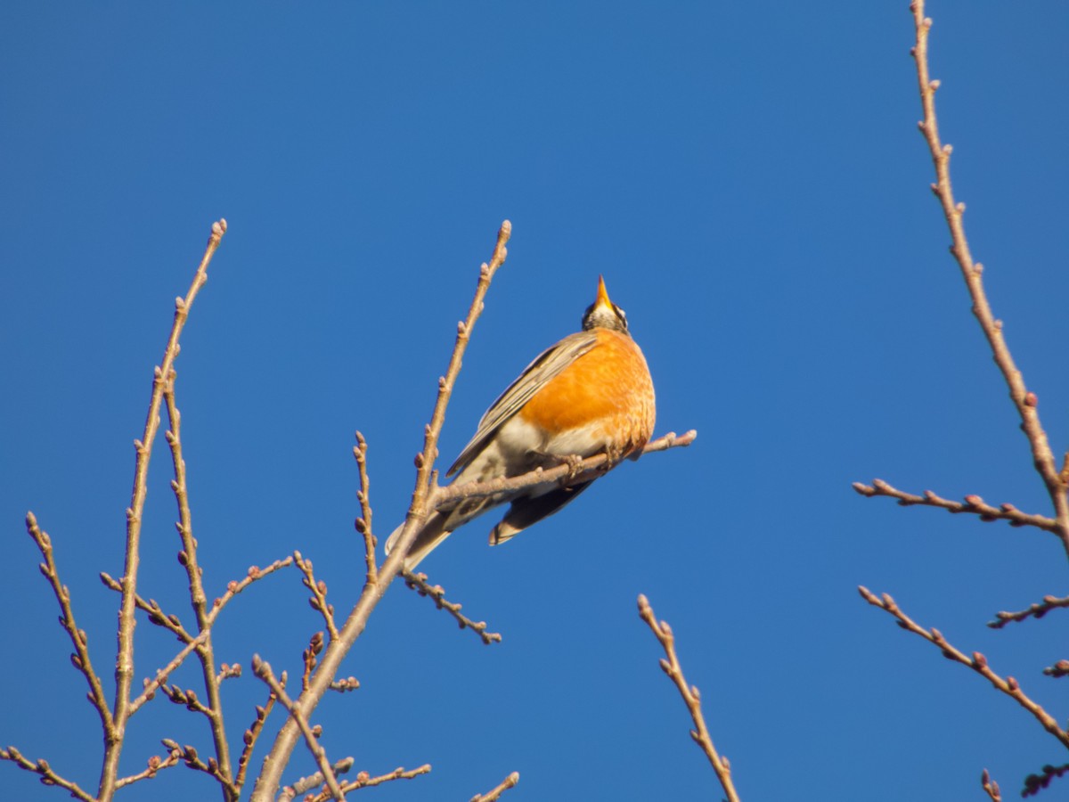 Zorzal Americano - ML646665521