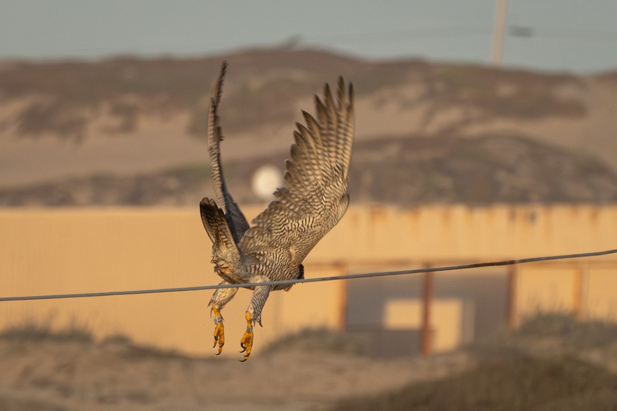Halcón Peregrino (Norteamericano) - ML646665523