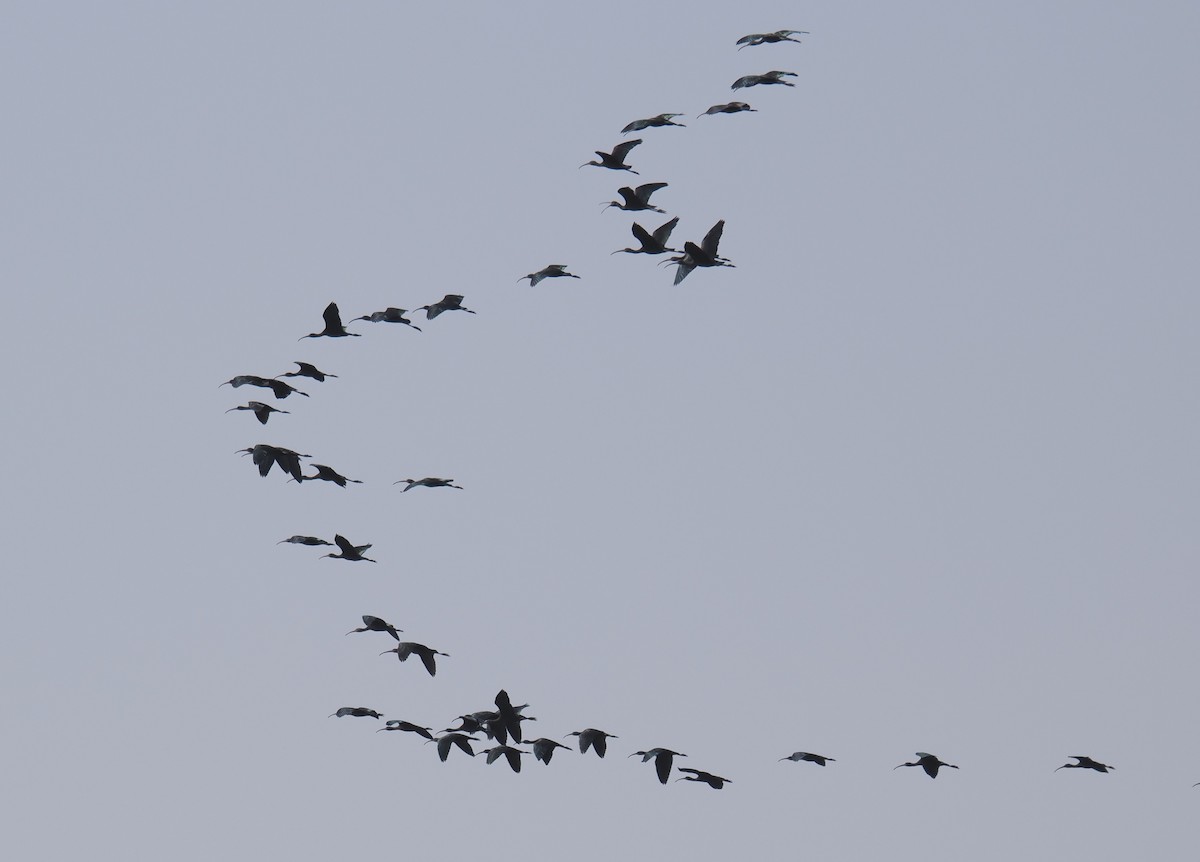 Morito Común - ML646665524