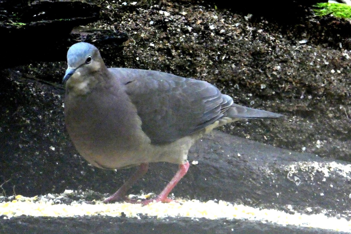 tolimadue - ML646665529