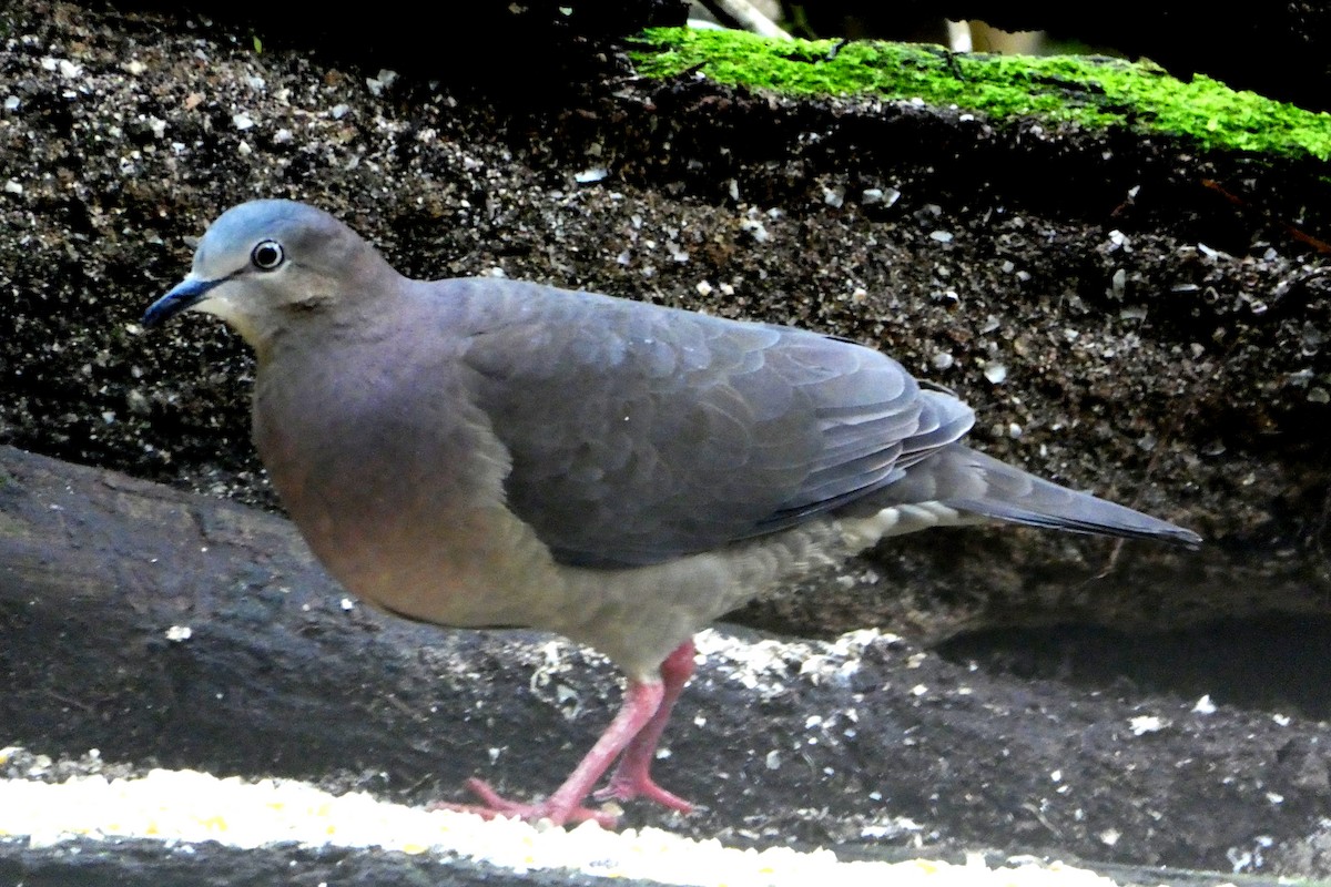 tolimadue - ML646665530