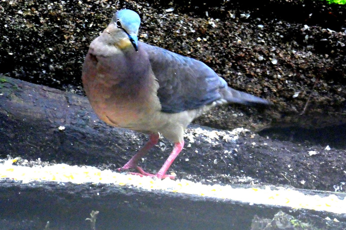 tolimadue - ML646665531