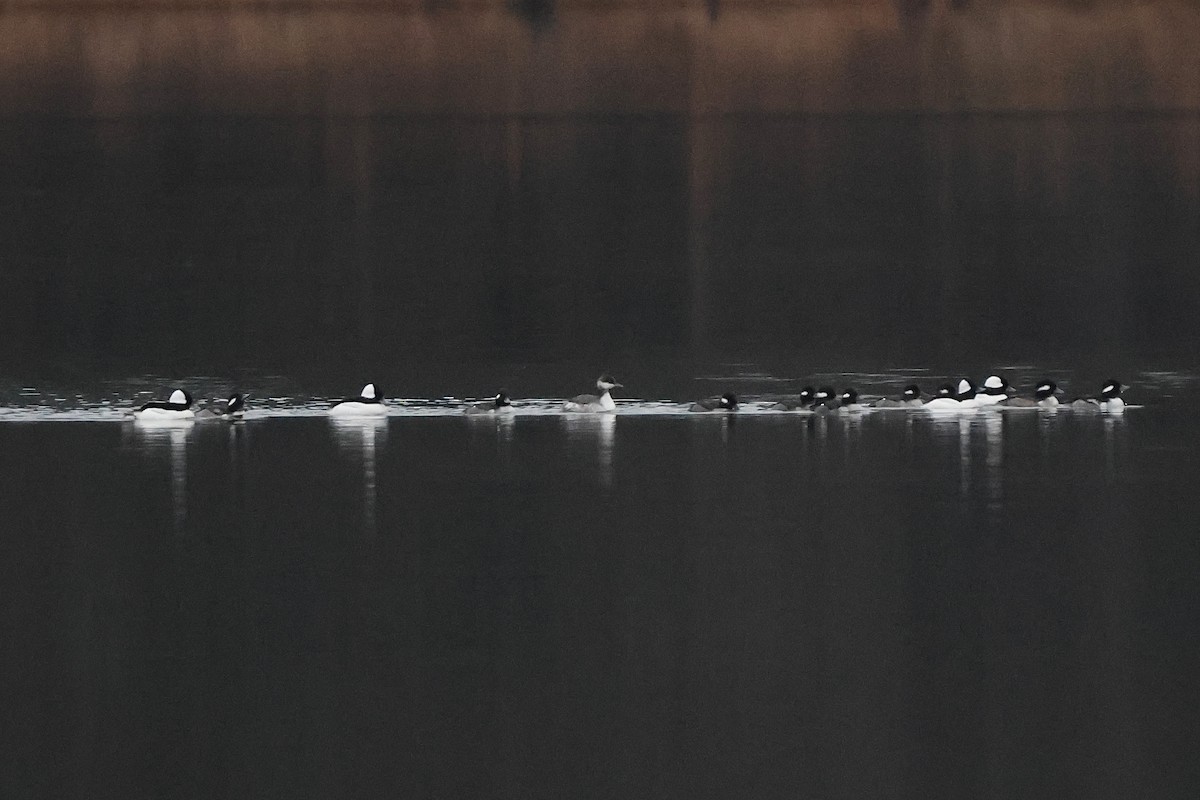 Bufflehead - ML646665532