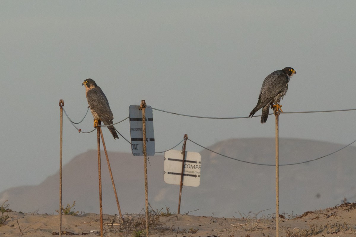 Peregrine Falcon (North American) - ML646665533