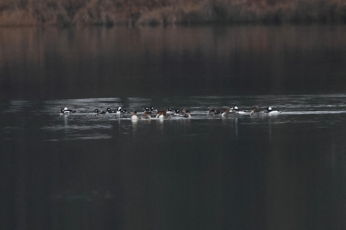 Bufflehead - ML646665534