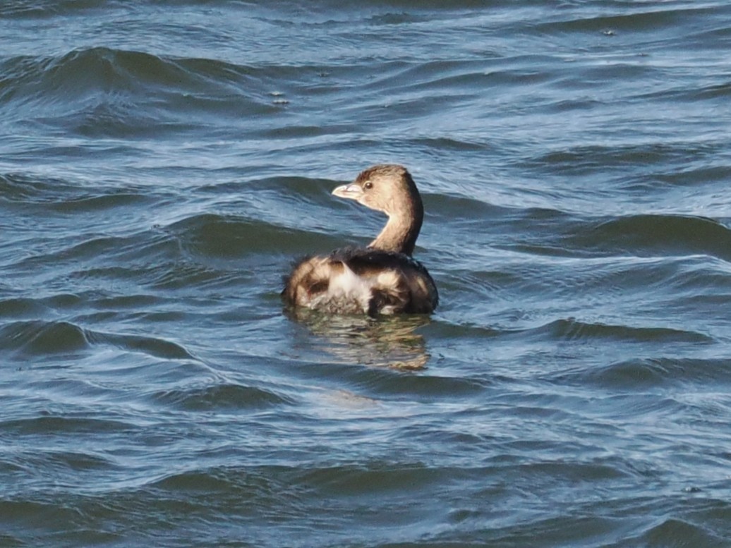 Pied-billed Grebe - ML646665535