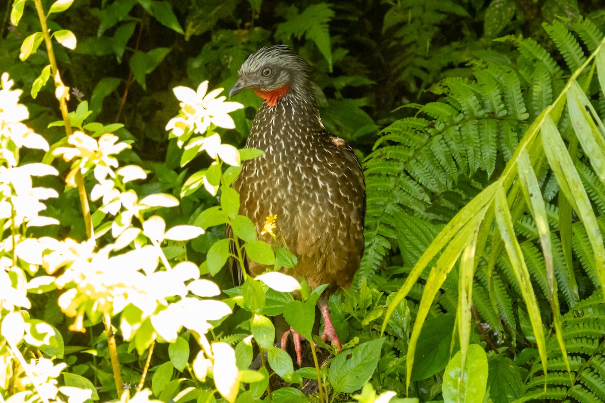 Band-tailed Guan - ML646665536