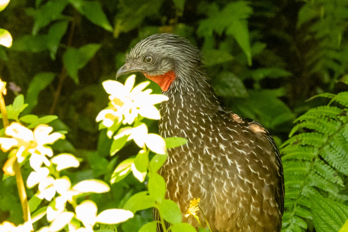 Band-tailed Guan - ML646665537