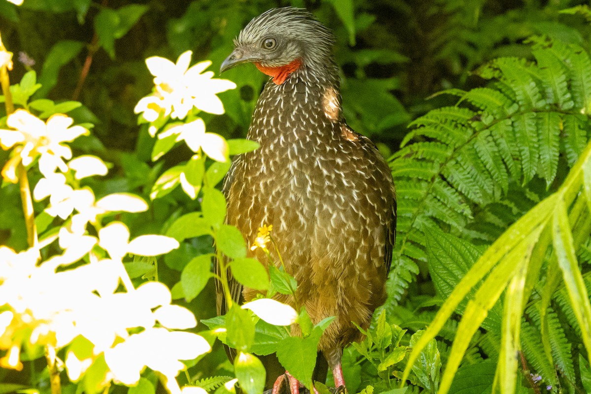 Band-tailed Guan - ML646665538