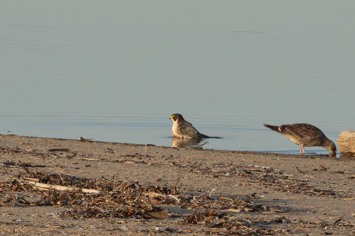 Peregrine Falcon (North American) - ML646665539