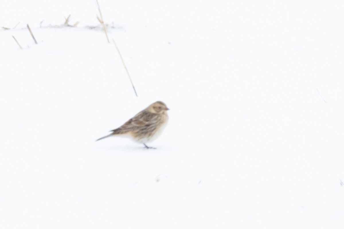 Lapland Longspur - ML646665540