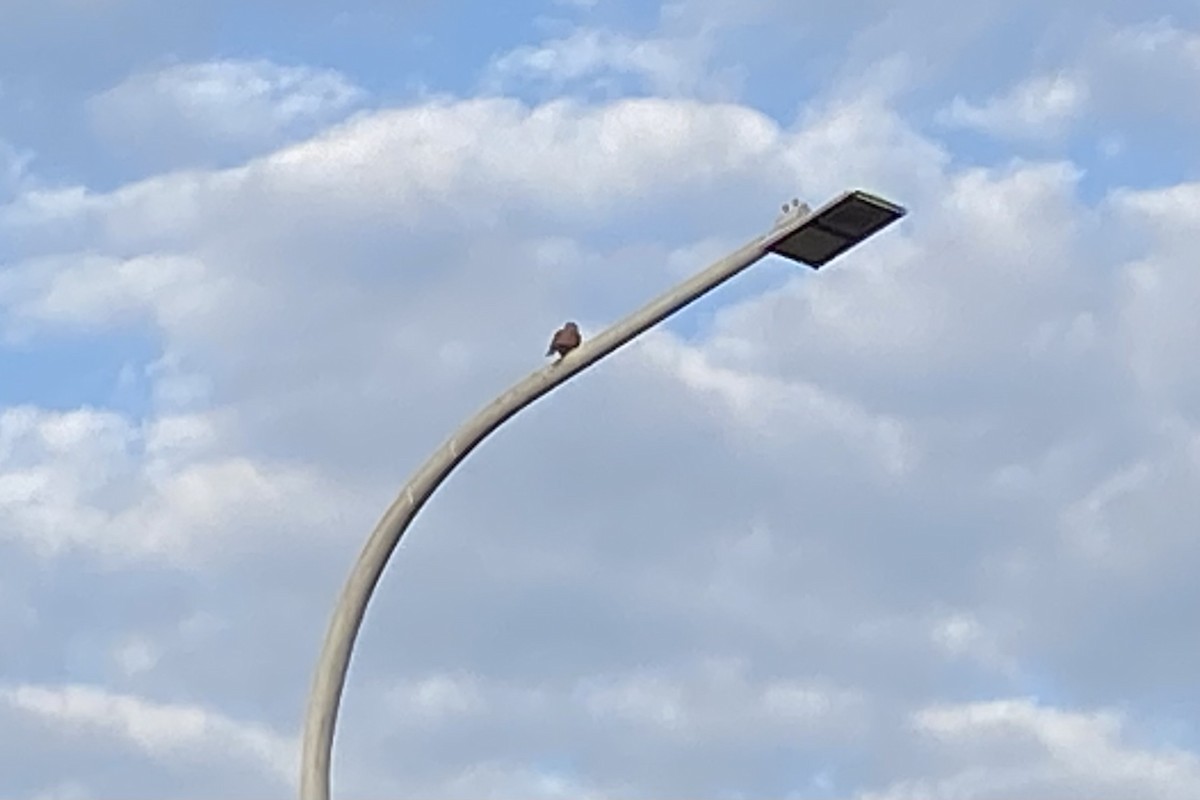 Горлиця короткохвоста - ML646665541