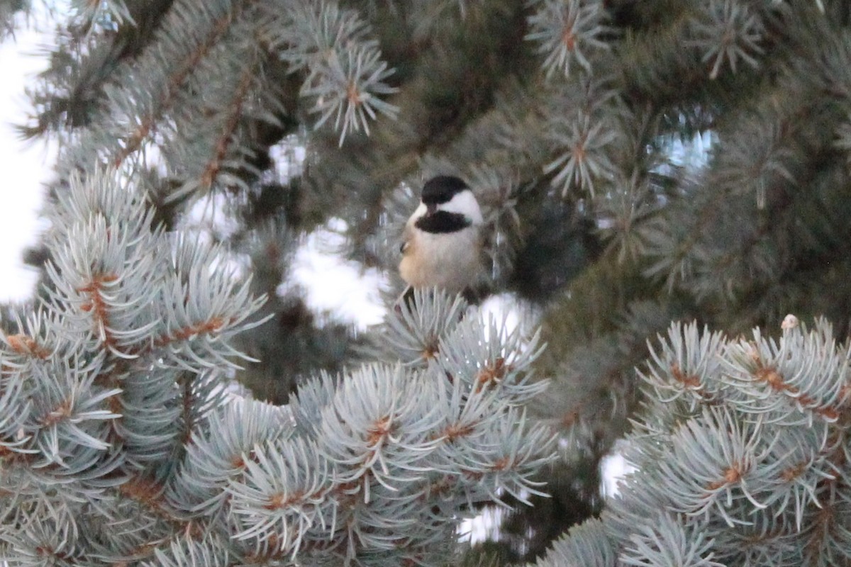 Schwarzkopfmeise - ML646665543