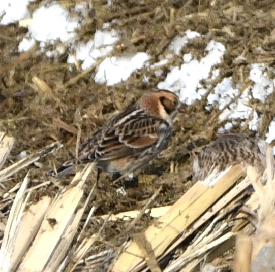 Lapland Longspur - ML646665545