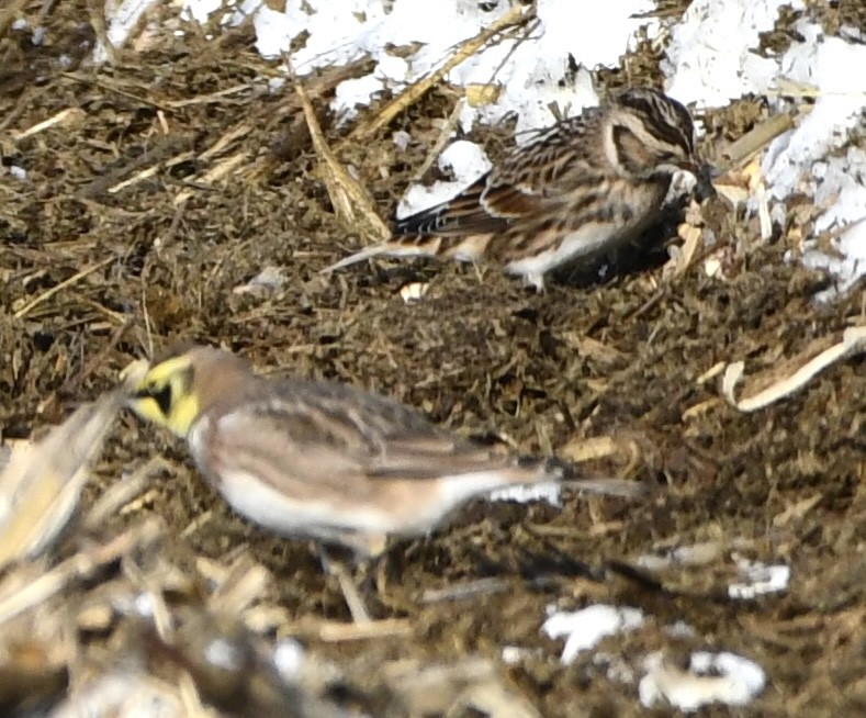 Lapland Longspur - ML646665546