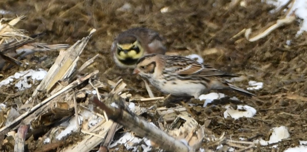 Lapland Longspur - ML646665547