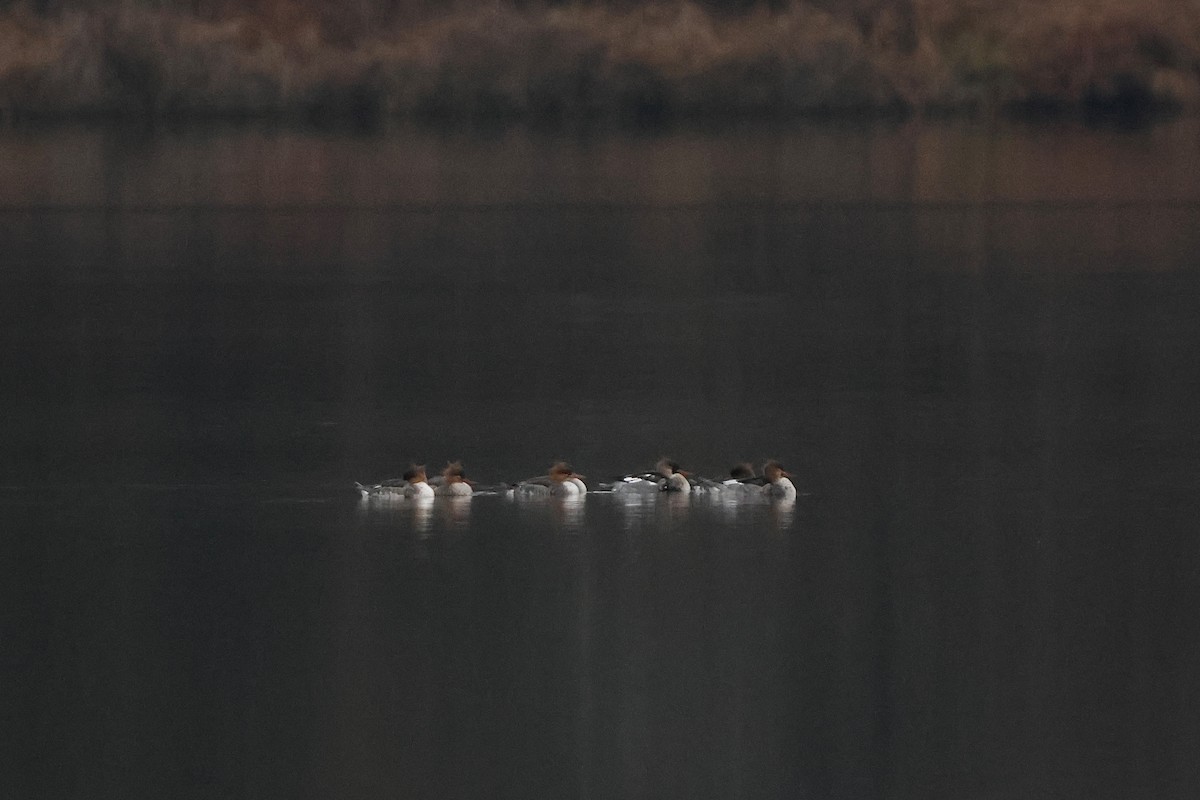 Red-breasted Merganser - ML646665561