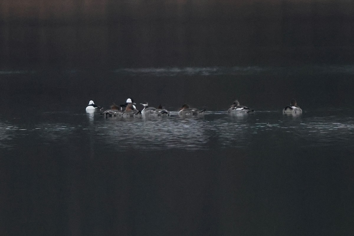 Red-breasted Merganser - ML646665562